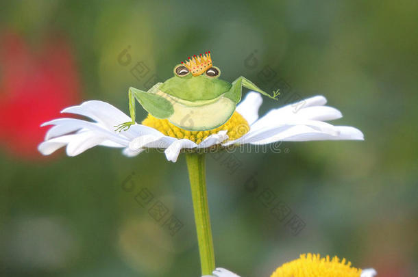 一个绿色的青蛙王子，戴着金色的皇冠，坐在一朵夏天的雏菊上