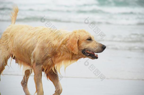 金毛猎犬玩水