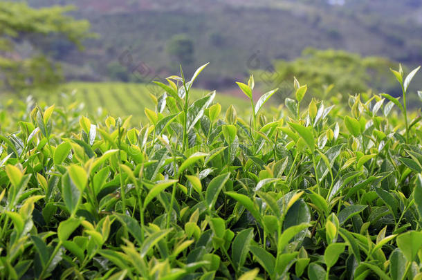 绿茶芽和叶