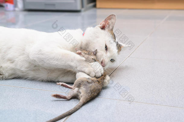 猫捉老鼠，老鼠