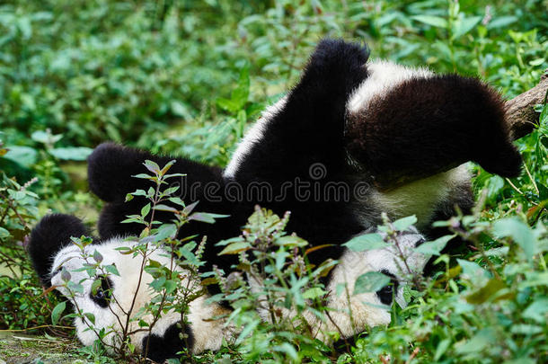 两只熊猫幼仔在中国四川玩耍