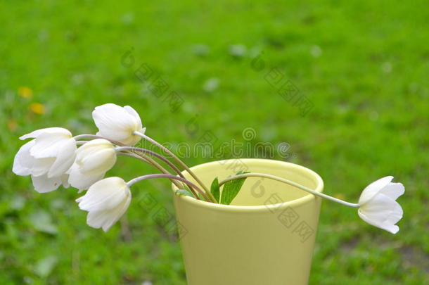 花束与各种白色野花