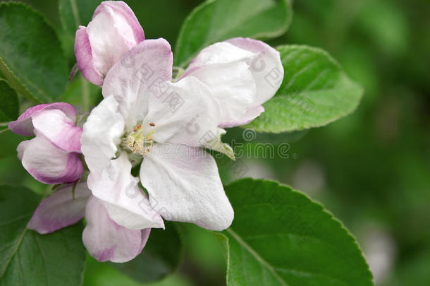 特写苹果树开花。 贺卡。 春天的背景