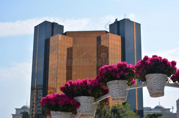 阿塞拜疆巴库市的花节