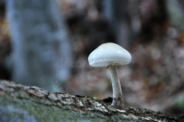 秋天背景生物学波基植物学