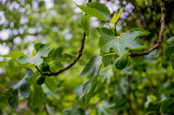 雨后无花果树的树枝