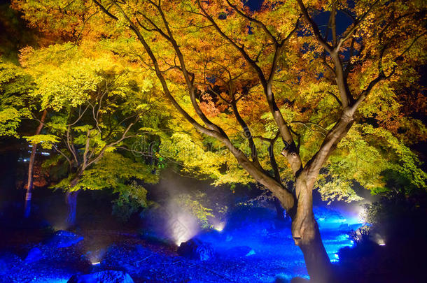 东京科马哥姆里库根花园的秋叶