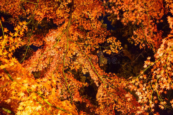 东京科马哥姆里库根花园的秋叶