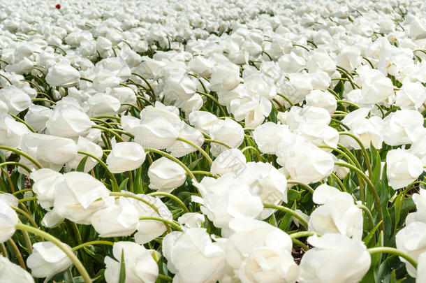 美丽的郁金香花束。 五颜六色的郁金香。 春天的郁金香