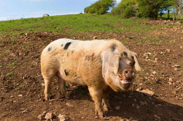 大斑点猪，有黑点，看着相机站在田野里