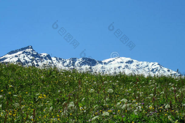 阿尔卑斯山数据元素花从草