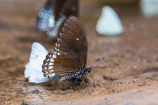 缅甸乌鸦蝶
