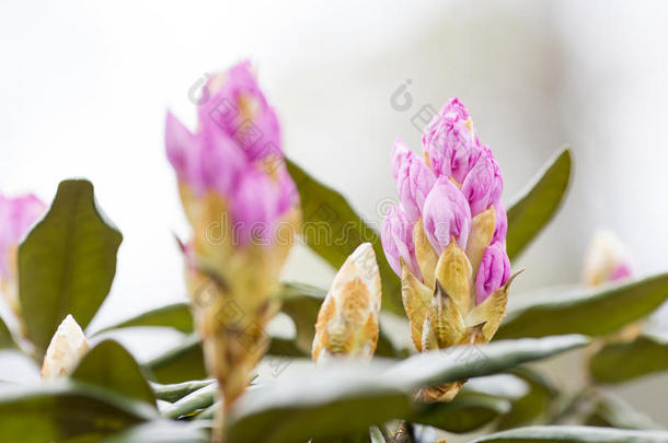 美丽的开花花绿色头