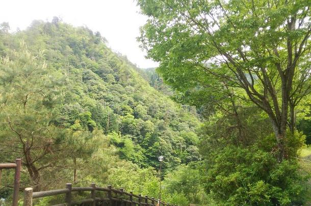 日本山农村的夏天树