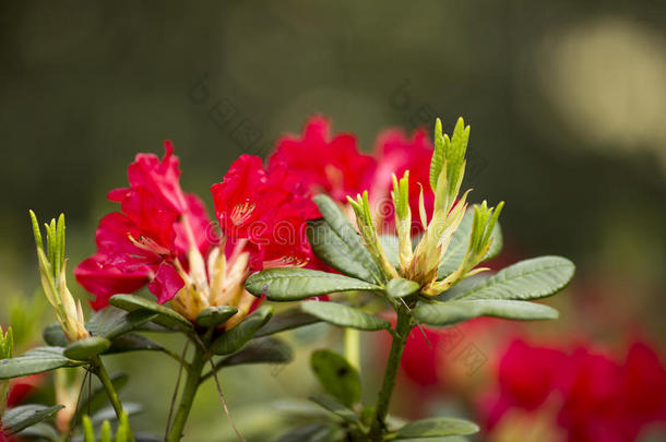 美丽的开花花绿色头