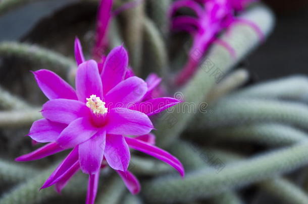 紫花仙人掌