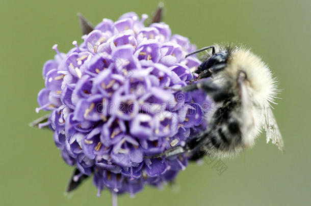 一只蜜蜂在紫色的花朵上的极端特写