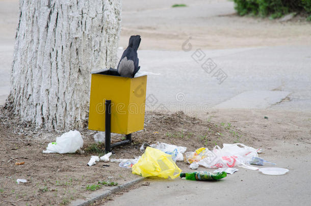 乌鸦在垃圾桶里找食物