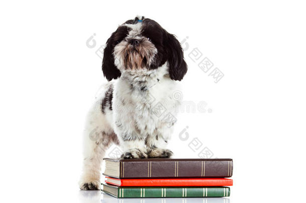 狗十子与书籍隔离的白色背景知识学习