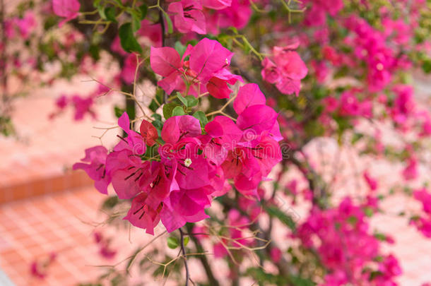 美丽明亮的粉红色花