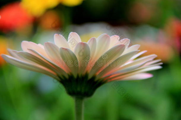 花园里美丽的非洲菊雏菊花瓣