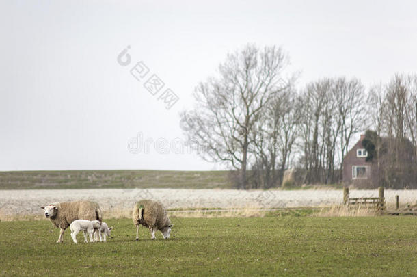 一群绵羊和<strong>小羊</strong>在<strong>草地上</strong>放牧，吃着新鲜的春草