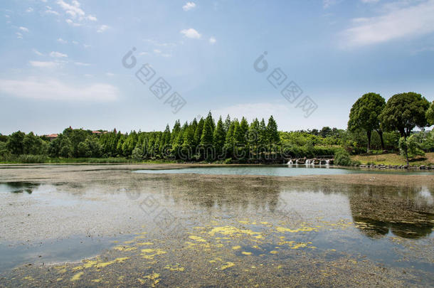 乔木仲裁地区亚洲亚洲的