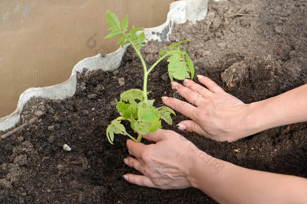 女人的手把番茄苗放在温室里的土里