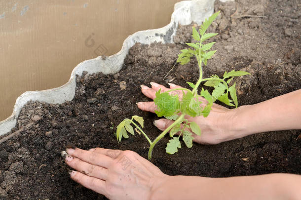 女人的手把番茄苗放在温室里的土里