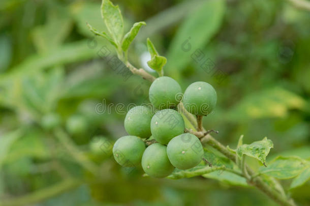 水茄