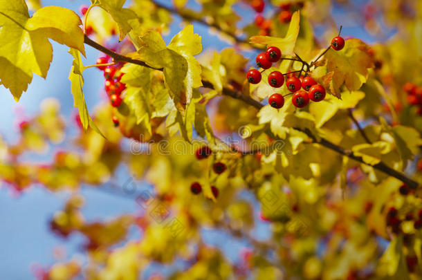 秋天背景有黄色的叶子，红色的浆果