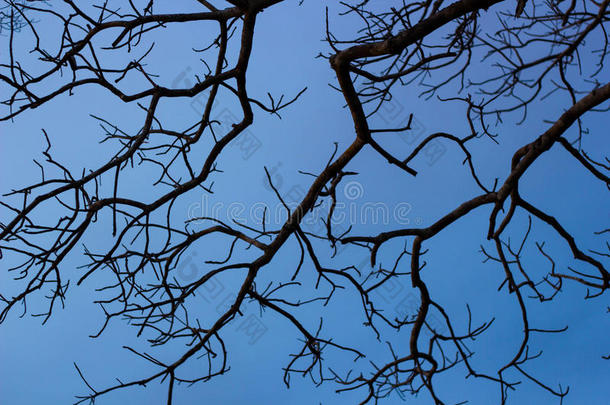 有着蓝天背景的神奇树枝