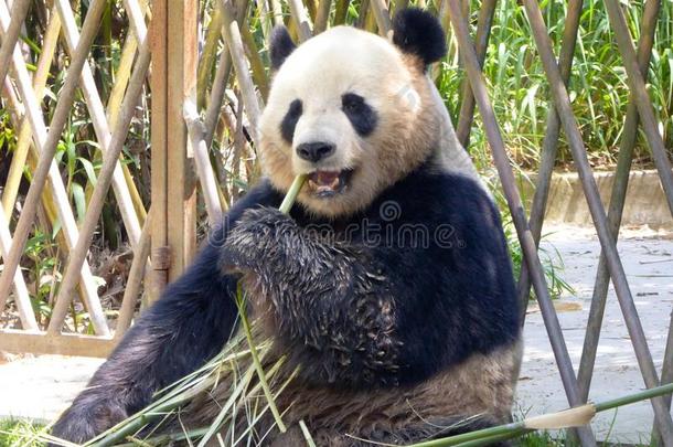 上海野生动物公园的大熊猫