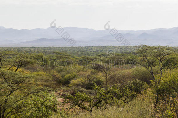 非洲风景。马戈国家公园。埃塞俄比亚。