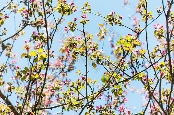 春天粉红色开花苹果树的枝条