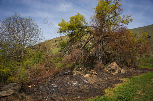 火<strong>灾后</strong>的田野和树木，普雷斯帕，希腊