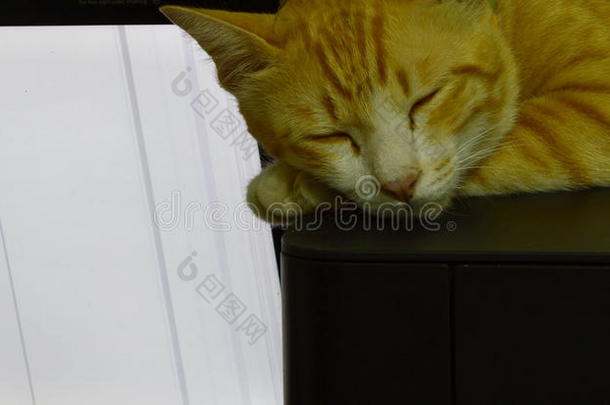 猫睡在打印机和监控背景