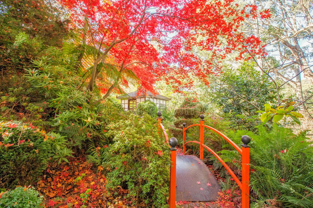 植物园澳大利亚秋天树皮美丽的