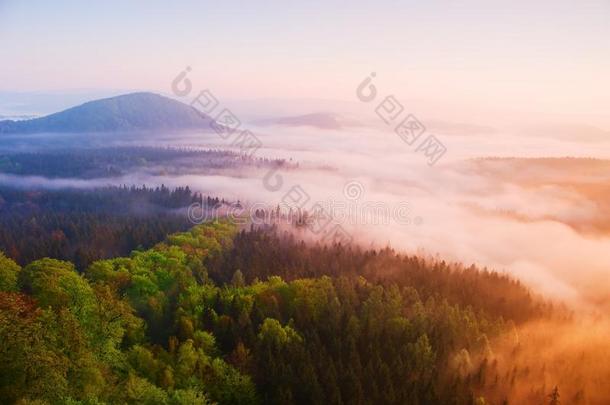在一个美丽的山丘上，雾蒙蒙的黎明。山峰从雾的背景中突出，雾是黄色和橙色的，因为