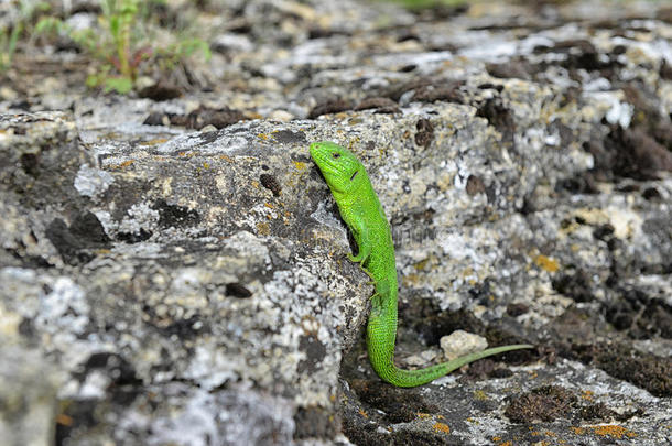 岩石上的绿蜥蜴