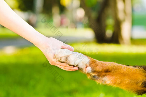 人与狗握手和爪子之间<strong>的</strong>友谊