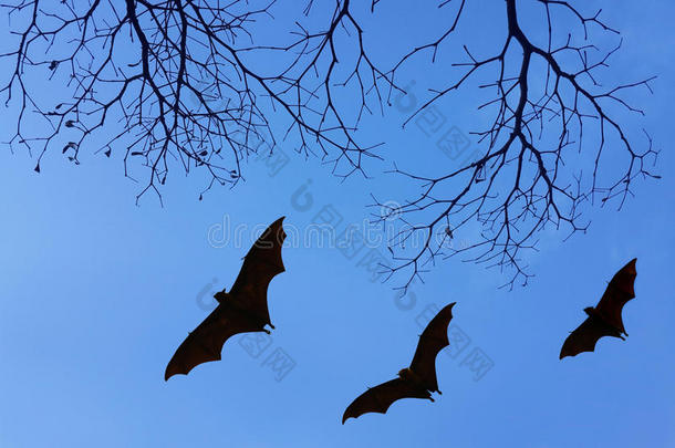 蝙蝠的轮廓和美丽的树枝，供背景使用