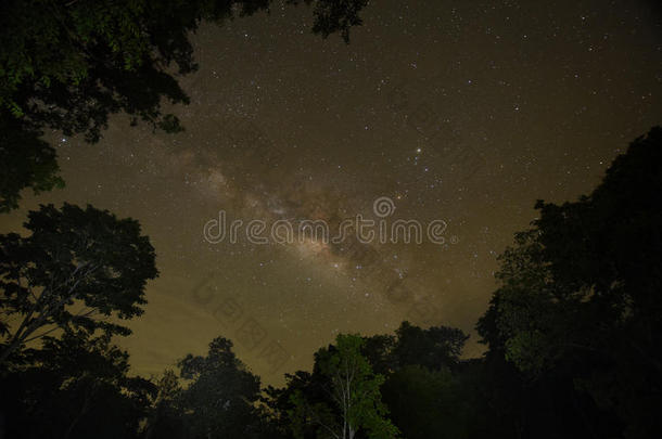 夜空，银河覆盖森林和树木