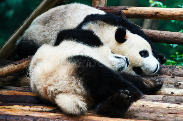 两只熊猫幼仔在中国四川玩耍