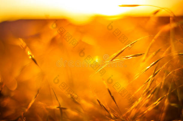 金色的草地在柔和的阳光下