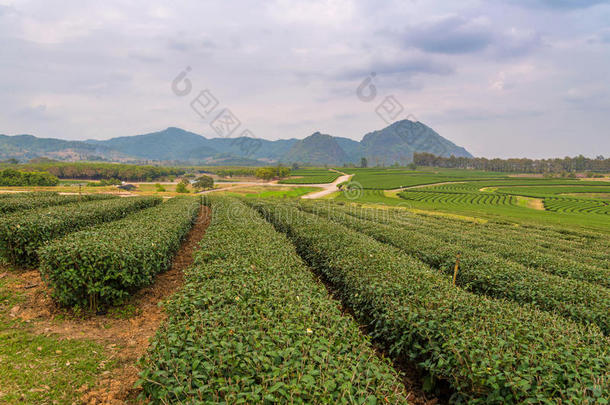 泰国北部山上的绿<strong>茶农</strong>场。