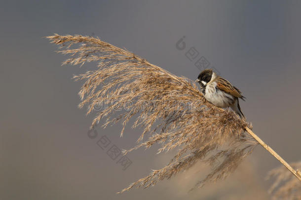 普通芦苇旗(EmberizaSchoeniclus)