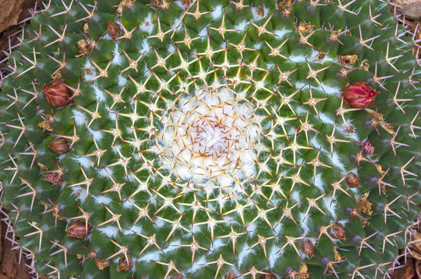 植物学芽仙人<strong>掌中</strong>心特写镜头