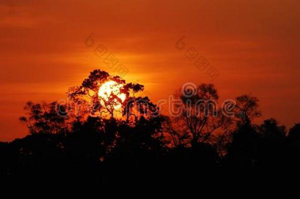 亚马逊美丽的多云的黄昏森林