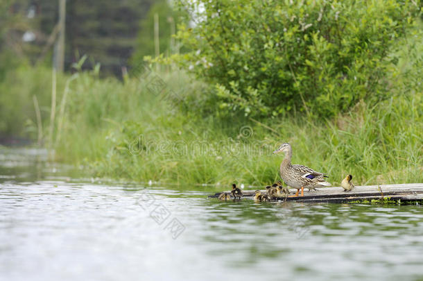 鸭子在池塘里的<strong>木筏</strong>上